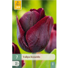 Tulipán Ronaldo 7 ks