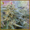 Dr. Krippling Seeds - Jamnesia Haze 5 ks - Semená neobsahujú THC