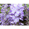 Wisteria biela, fialová sadenica v nádobe s objemom 2-3 l
