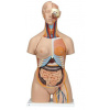Torzo tela Deluxe dualsex s otvoreným chrbtom - 28 častí (Anatomické modely)