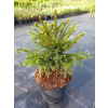 Norsko smrk ‚Snow Boy ' Picea abies 'Snow Boy'