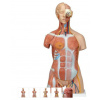 Torzo tela Deluxe dualsex so svalmi - 31 častí (Anatomické modely)