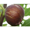 Figovník smokvoň Madeleine des 2 Saisons