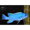 Labeotropheus trewavasae 'Chidunga Rocks' - 4,5-6cm