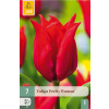 Tulipán Pretty Woman 7 ks