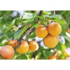 Marhuľa FloraSelf Prunus armeniaca 'Nancy' 130-150 cm kvetináč 6 l samoopelivá