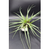 Vzácny Tillandsia Myriantha, veľký zapojenie (Vzácny Tillandsia Myriantha, veľký zapojenie)