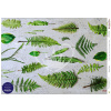Ryžový papier Stony fern Rozmer: A1