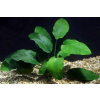 Košíčkové Anubias barteri /Košík/