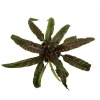 Cryptocoryne balansae