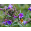 Pľúcnik Trevi Fontain - Pulmonaria Trevi Fontain (kontajner p11)