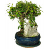 Izbová bonsai - Sagerethia thea 536