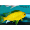Tropheops macrophthalmus Lumbira - 4,5-6cm