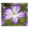 Plamienok FloraSelf Clematis kultivar 'Pernille PBR' 50-70 cm kvetináč 2,3 l