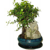 Izbová bonsai - Sagerethia thea 537