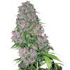 Sensi Seeds Purple Bud Fem Balenie: 10 ks 0% THC
