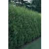 Cyprusovec leylandský 30-40cm (CUPRESSOCYPARIS LEYLANDII )