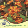 Tlmivka okrúhlolistá DIANA Celastrus orbiculatus (Tlmivka okrúhlolistá DIANA Celastrus orbiculatus)
