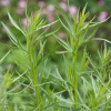 BIO Palina dračia - Artemisia dracunculus - bio semená - 500 ks