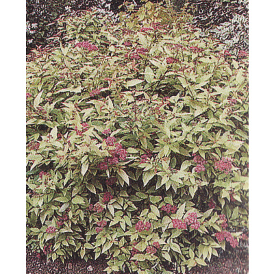 Tavoľník japonský ´Goldflame´ (Spiraea japonica ´Goldflame´)