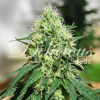 Delicious Seeds Critical Kali Mist Balenie: 3