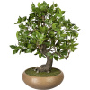 Bonsaj fikus ,PU kmeň, keramická miska 240 x 90 mm
