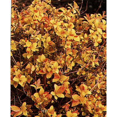 Tavoľník japonský ´Golden Princess´ (Spiraea japonica ´Golden Princess´)