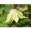 Plamienok 'Golden Surprise'