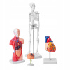 SucceBuy Anatomický model 108x108x450MM 4 Čiastočný PVC Odnímateľný model