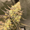 Growers Choice - Cherry Zoap Auto 3 ks - Semená neobsahujú THC