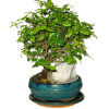 Izbová bonsai - Sagerethia thea 540