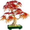 LEGO® Botanical 10348 Bonsaj – Japonský červený javor