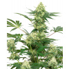 White Label Wedding Cheesecake semena neobsahuji THC 5 ks