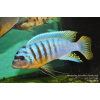 Metriaclima fainzilberi Ikombe - 3,5-4,5cm