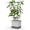 Gusta Garden Charly Chili XL samozavlažovací kvetináč, svetlo-sivý GG-XL100710