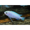 Metriaclima callainos Lupingu - 4,5-6cm