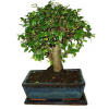 Zelkova 541 - izbové bonsaje