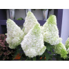 Kytica Hydrangea ľadový medveď veľký 80 cm (Kytica Hydrangea ľadový medveď veľký 80 cm)