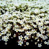 Saxifraga arendsii 'Findling' (Lomikameň arendsov 'Findling' )