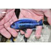 Melanochromis chipokae - 3,5-4,5cm