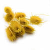 Oset Štetka Dipsacus sušený žltý buket