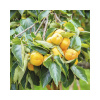 Kaki BIO FloraSelf Bio Diospyros kaki 'Fuyu' výška kmeňa cca 60 cm celková výška cca 100-120 cm kvetináč 7,5 l