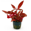 Alternanthera reineckii 