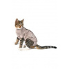 Obleček Body Suit Step'n Go Cats XS BUSTER