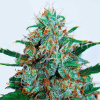 Delicious Seeds Critical Neville Haze Auto Balenie: 5