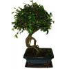 Zelkova 689 - izbové bonsaje
