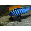 Cynotilapia zebroides 'Minos Reef' - 3,5-4cm