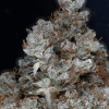 Don Avalanche Seeds - Don Gorilla Glue 5 ks - Semená neobsahujú THC