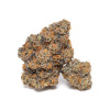Growers Choice - King Louis Garcia 5 ks - Semená neobsahujú THC