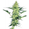 White Label White Diesel semena neobsahují THC 5 ks
